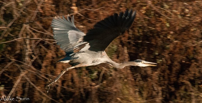 blue-heron-1